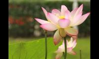 2021小暑节气朋友圈祝福语