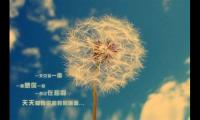 表白情话最暖心一段话(十句简短表白的话)