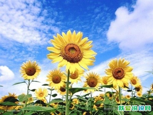 有关向日葵的诗意句子
