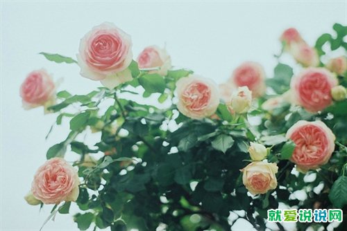 有关秋天的句子三年级的上册的