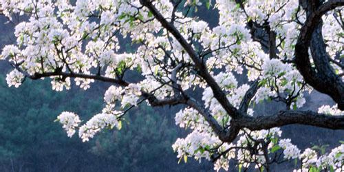 描写雪花的句子