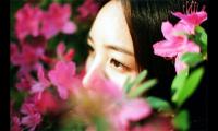 描写海棠花的优美句子