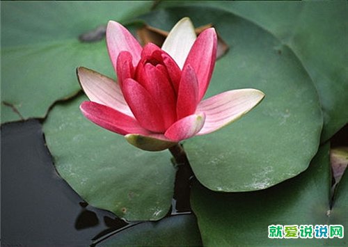 中秋节祝福语优美走心文案