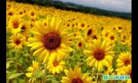 中秋节发朋友圈祝福语文案