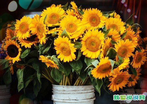 关于教师节的文案短句干净治愈