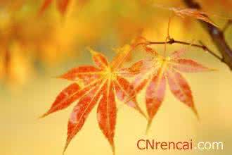 描写秋天叶子的句子