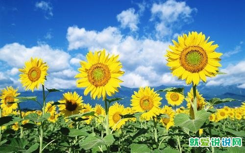 中秋节唯美简短祝福语一句话