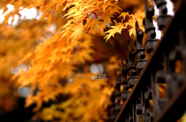 立秋祝福语2020 适合立秋发朋友圈的说说句子