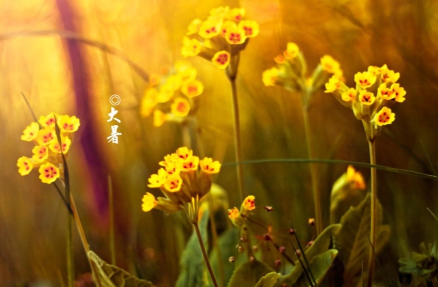 适合大暑发朋友圈的句子 今日大暑早安心语祝福语