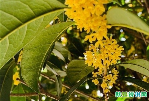 桂花花香的句子唯美短句