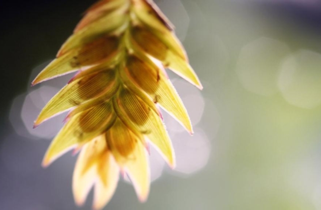 适合大暑发朋友圈的句子 今日大暑早安心语祝福语