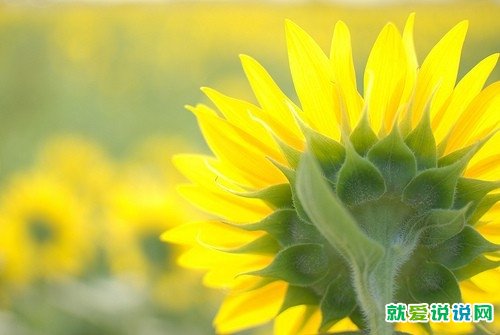 教师节祝福老师的祝福语