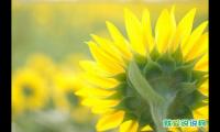 教师节祝福老师的祝福语