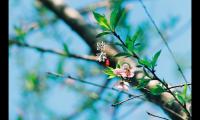 清明节怎么发祝福(适合清明节发的朋友圈说说心情句子)