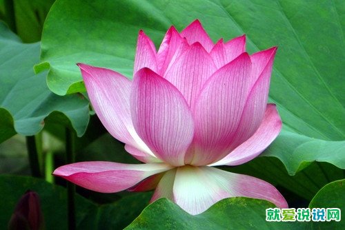 形容荷花开的漂亮的短句