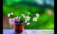创业者励志的句子致自己简短