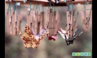 关于家人之间感情的句子
