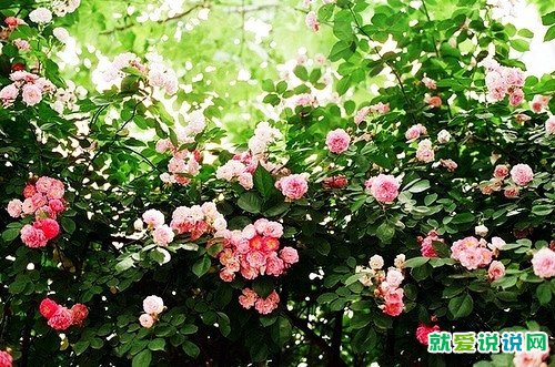 热恋中的情话短句女生对男生