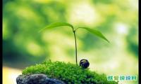 早上吸引朋友圈的句子早安心语