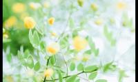 关于非主流甜蜜爱情语录【图】
