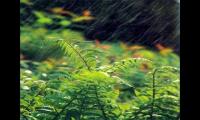 关于有关春雨的优美句子大全