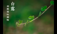 关于白露节气问候语【图】