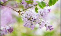关于丁香花的优美句子大全