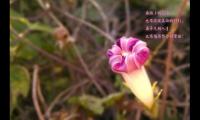 关于厨师励志句子大全