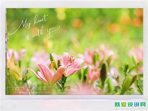 百合花盛开的优美句子