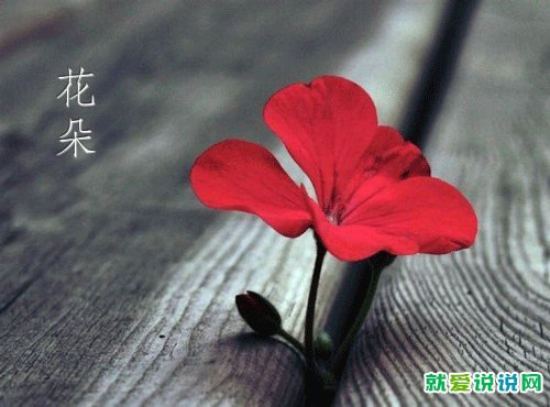 不联系不代表忘记的经典句子