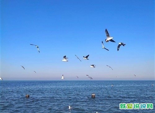 适合海边海鸥发朋友圈句子