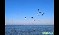 适合海边海鸥发朋友圈句子