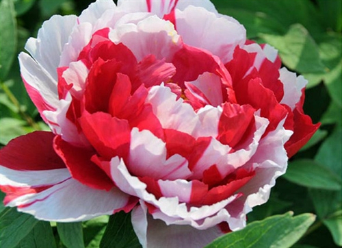 描写牡丹优美短句大全