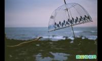 雨后的优美句子