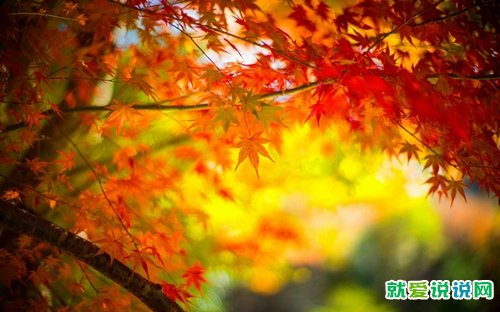 写八月的唯美句子
