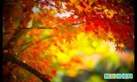 写八月的唯美句子