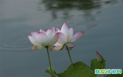 关于莲花的句子