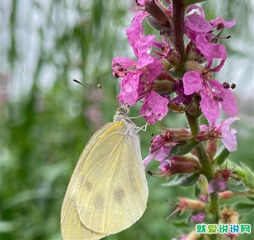关于花和蝴蝶唯美句子