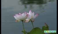 关于莲花的句子