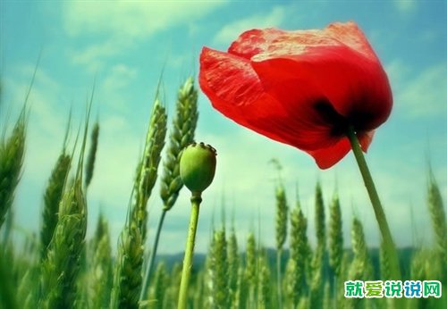 形容一个人脸皮厚的句子