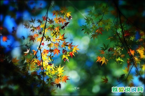 赞美叶子的句子