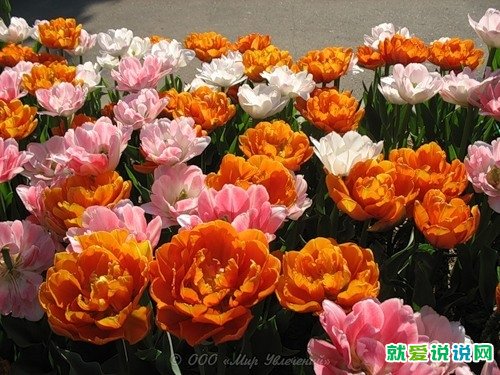 七夕经典语录大全