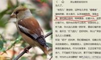保护鸟类的宣传标语【图】
