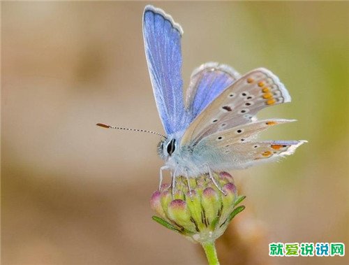 最经典的非主流爱情句子