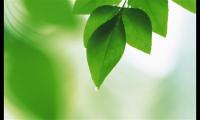 适合植树节的主题标语【图】