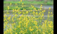 关于此时已春暖花开(所有却不能皆所愿)大全
