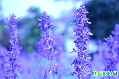拜佛祈福的语录