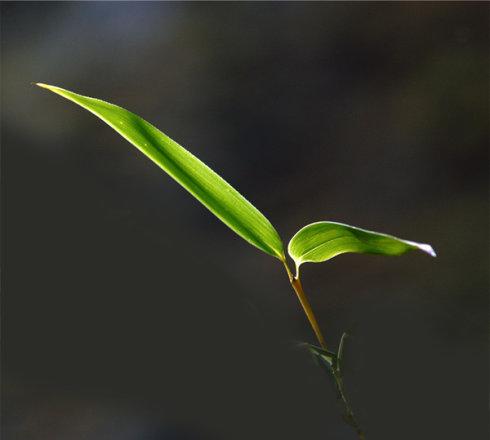 名言短句摘抄大全