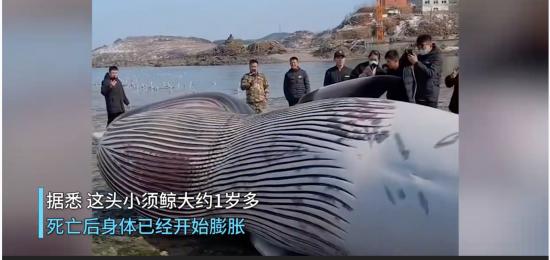 9米长鲸鱼搁浅大连海滩 具体画面曝光!