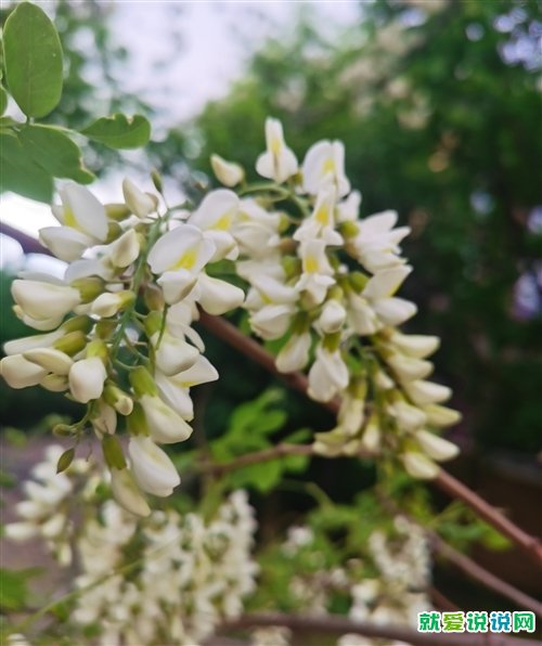 描写槐花的优美句子